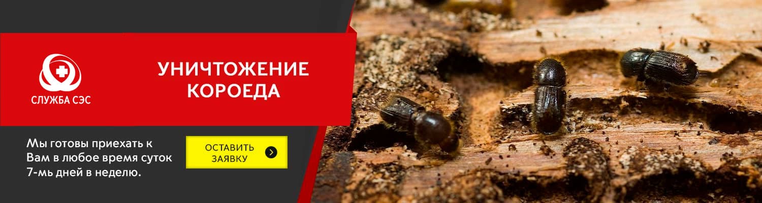 Уничтожение короеда в Красногорске