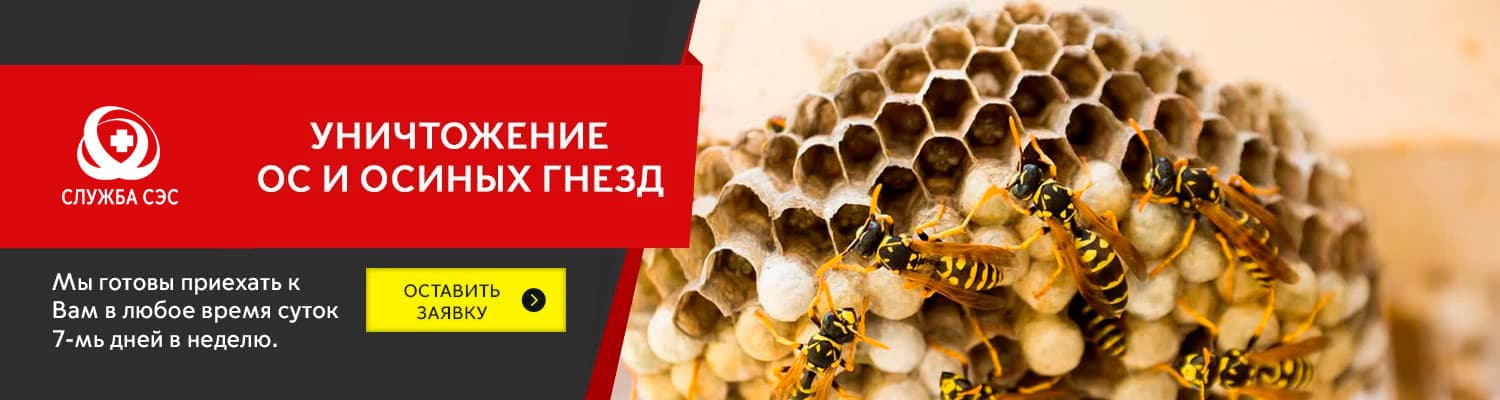 Уничтожение ос и осиных гнезд в Красногорске