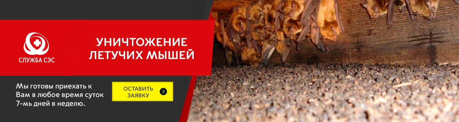 Уничтожение летучих мышей в Красногорске